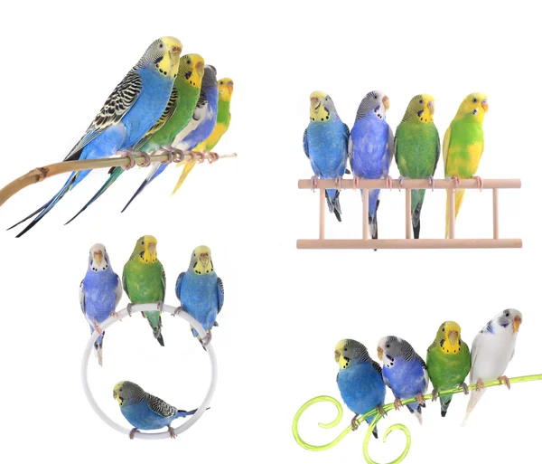 Renkli budgerigars — Stok fotoğraf