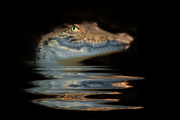 Portrait alligator — Stock Photo, Image
