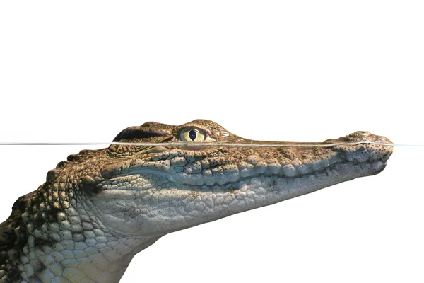 Alligator portrait — Photo