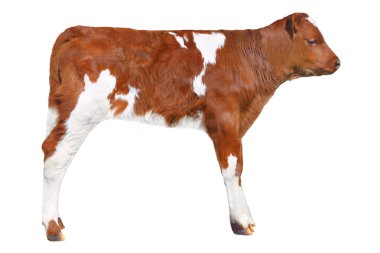 kahverengi buzağı
