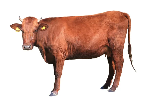 Brown cow — Zdjęcie stockowe