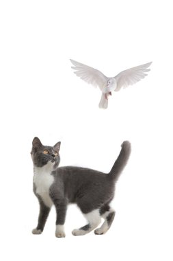 kedi ve ücretsiz uçan beyaz güvercin