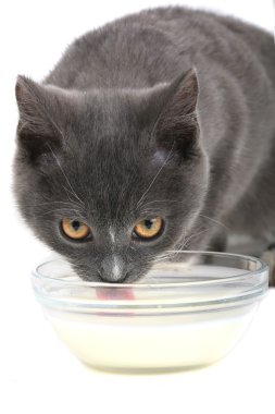 kedi süt içer