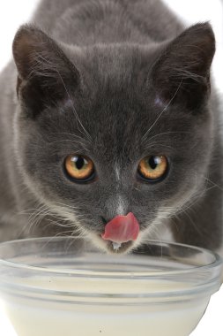 kedi süt içer