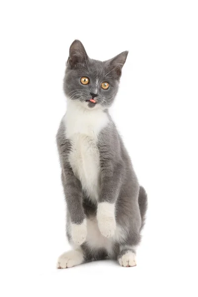 Kitten — Stock Photo, Image