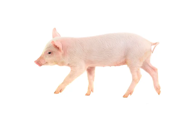 Little pig — Stock Photo, Image