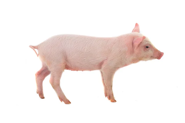 Little pig — Stock Photo, Image