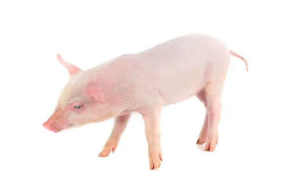 Little pig — Stock Photo, Image