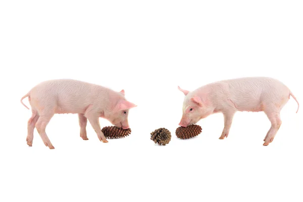 Schweine mit Zapfen — Stockfoto