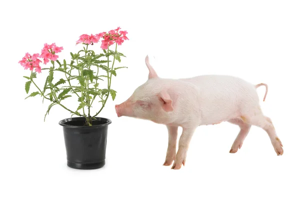 El cerdo huele a flores —  Fotos de Stock