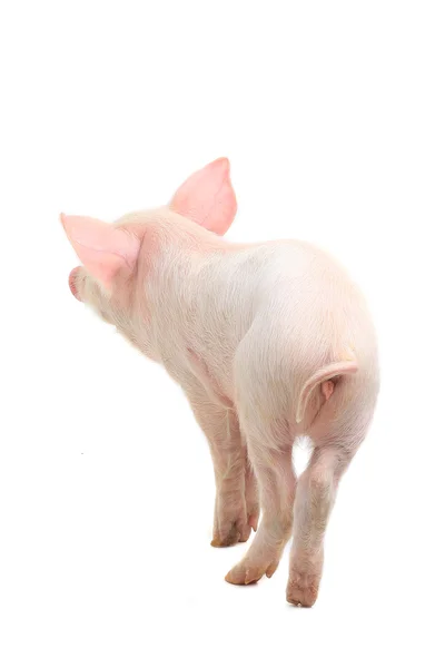 Вид сзади на свинью — стоковое фото