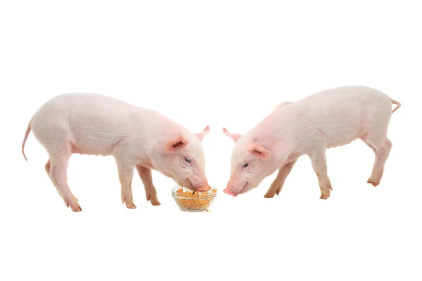 Свиньи едят пищу — стоковое фото