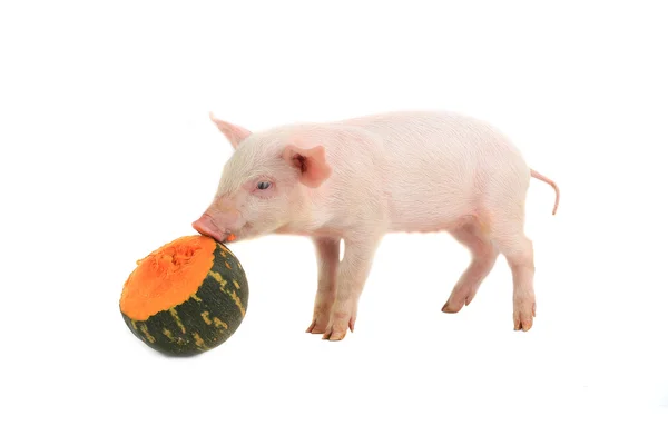 Piglet eats pumpkin — Stock Photo, Image