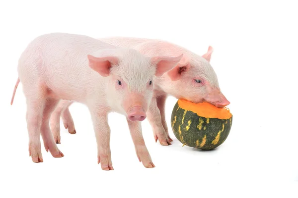 Two piglets — Stock Photo, Image
