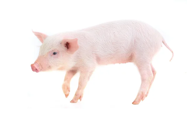 Kleines Ferkel — Stockfoto