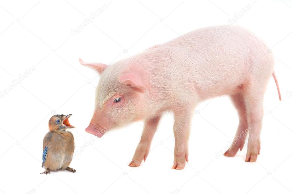 Bird and pig — Stock Photo © bazil 53512419