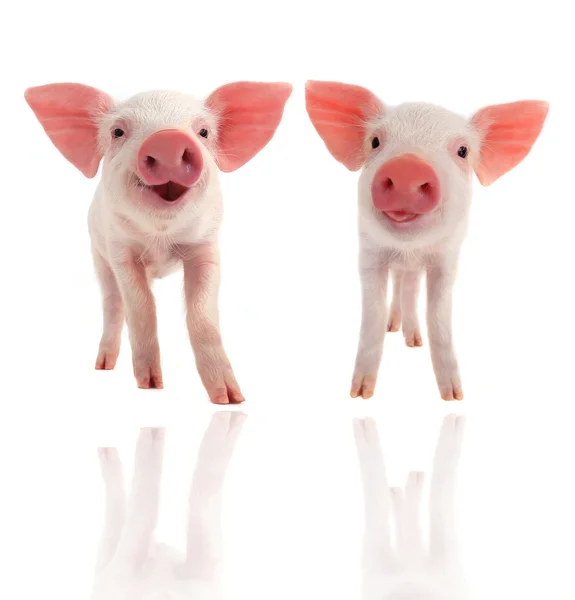 Two piglets — Stock Photo, Image