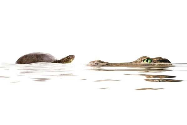 Tortue et alligator — Photo