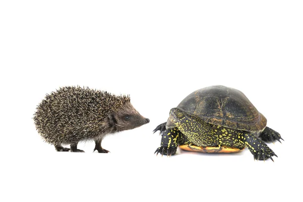 Turtle and hedgehog — Stock Photo, Image