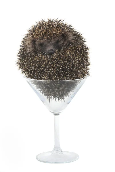 Hedgehog sitting in a glass — Stock Photo, Image