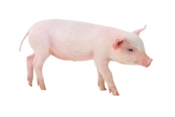 Pig — Stock Photo, Image