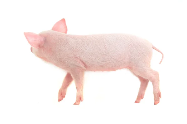 Little pig — Stock Photo, Image