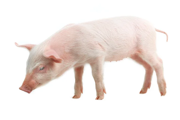 Little pig — Stock Photo, Image