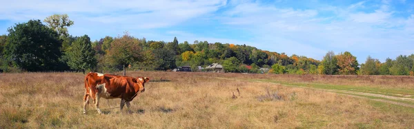 Vache dans le village Sednev — Photo