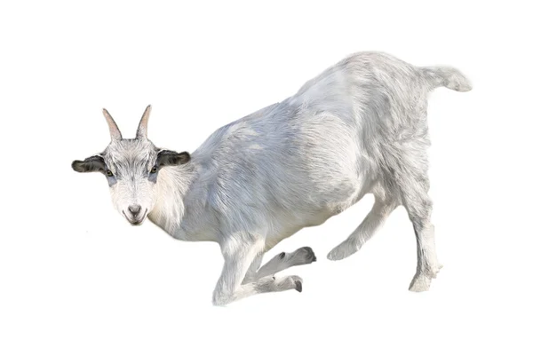 Goat — Stock Photo, Image