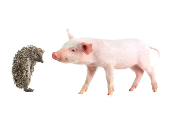 豚とハリネズミ — ストック写真