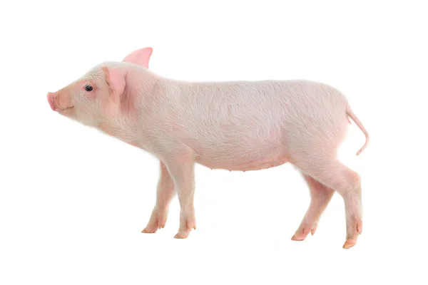 Little pig — Stock Photo, Image