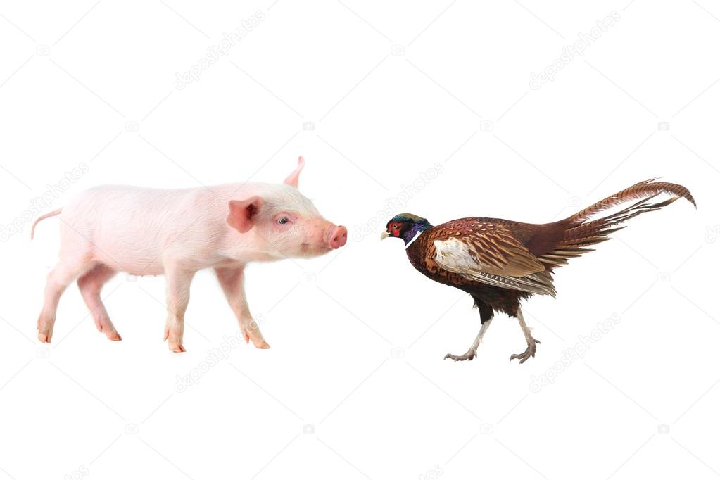 pheasant and pig