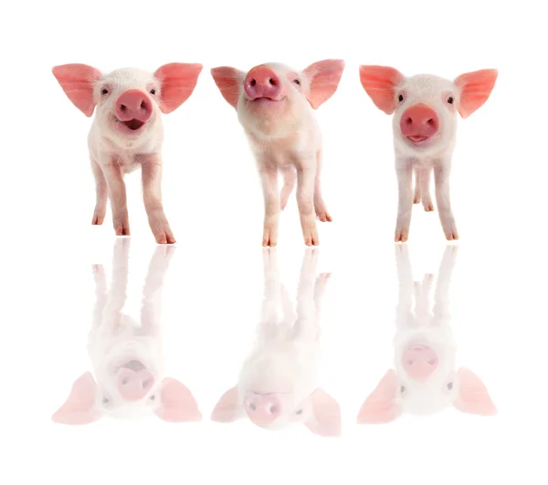 Three pigs — Stock Photo, Image