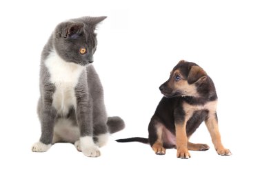 sevimli köpek ve kedi