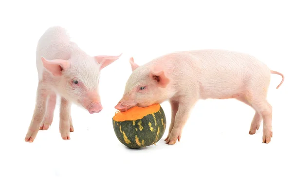 Pigs with pumpkin — Stock Photo, Image