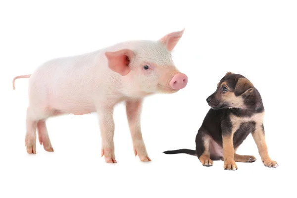 Pig and dog — Stock Photo, Image