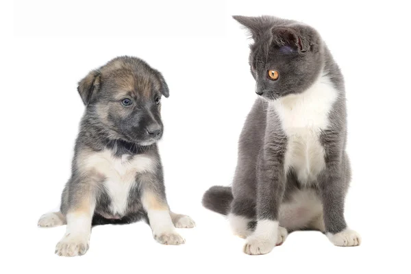 Lindo cachorro y gato — Foto de Stock