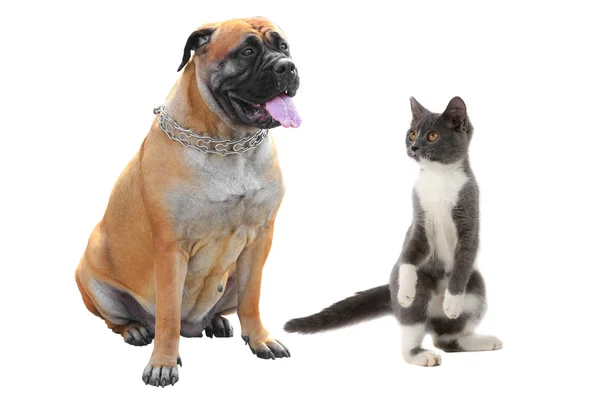 Bulldog och katt — Stockfoto