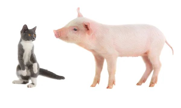 Gato y cerdo — Foto de Stock