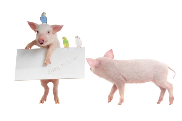 Pigs and budgie with sheet for a text writing — Stock Photo, Image