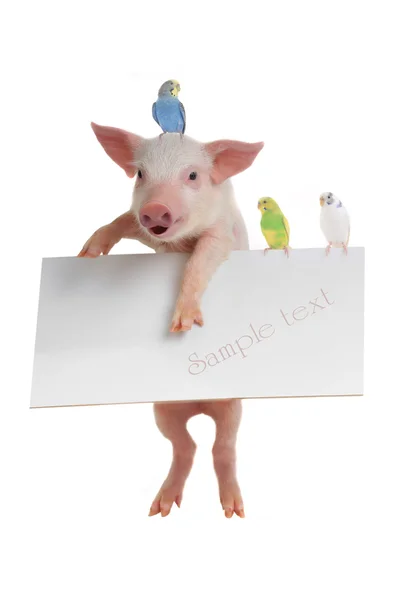 Cochon et perruche avec feuille pour la rédaction d'un texte — Photo