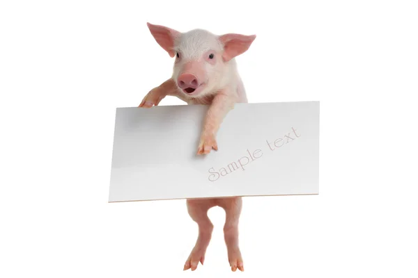 Porc avec feuille pour une écriture de texte — Photo
