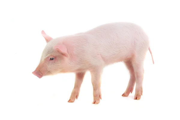 Schwein — Stockfoto