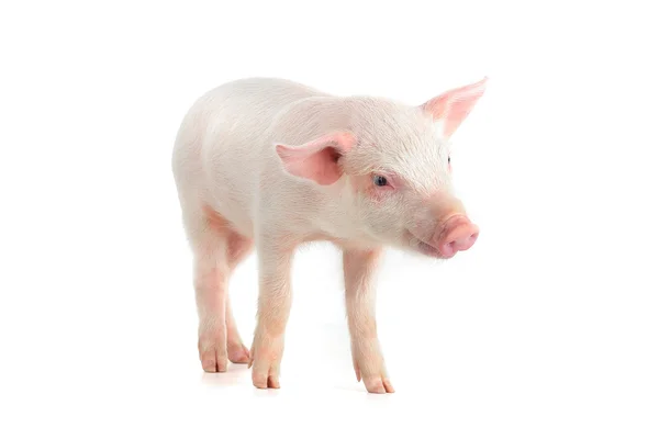 Schwein — Stockfoto