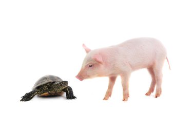 turtle and pig clipart