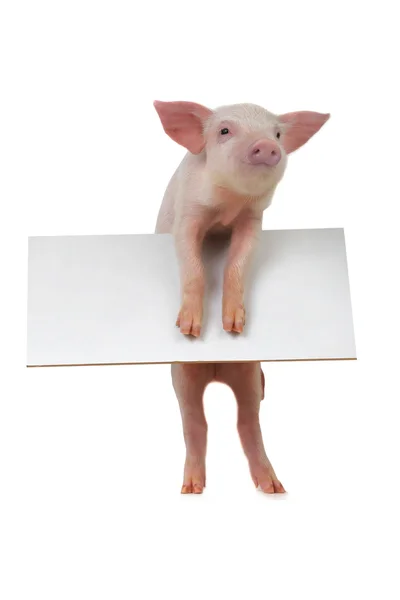 Cochon avec feuille pour un texte — Photo