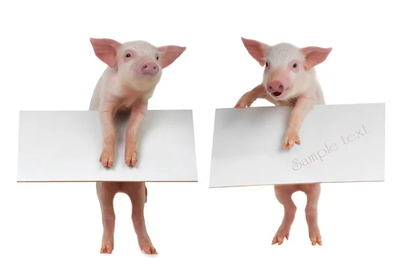 Porcs avec feuille pour un texte — Photo