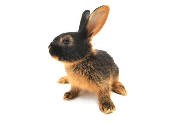 Conejo marrón — Foto de Stock
