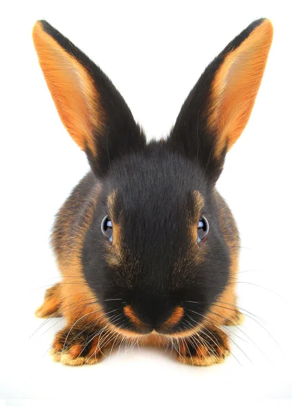 Coniglio bruno — Foto Stock