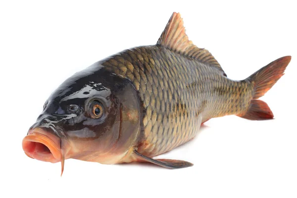 Vanlig karp — Stockfoto